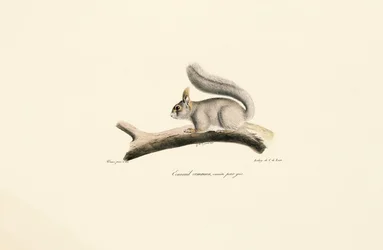 Grijze eekhoorn (Europese eekhoornvariant)