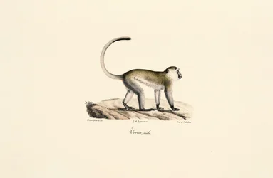 Groene meerkat (Chlorocebus sabaeus)