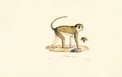 Green Monkey (Malbrouc Femelle)