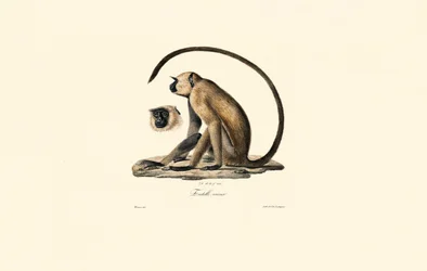 Grijze Langoer (Oude Entelle)
