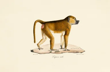 Guinea baviaan (mannetje)