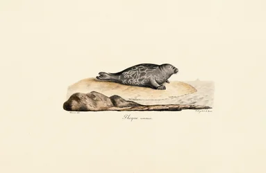 Gewone zeehond