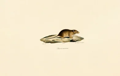 Oogstmuis