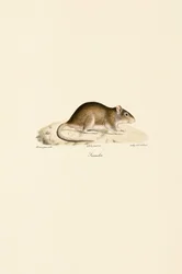 Huismuis