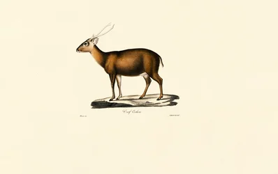 Indian Muntjac (Cerf Cochon)