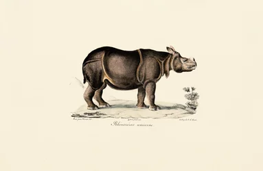 Indische neushoorn