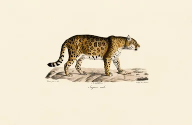 Jaguar (mannelijk) in zijaanzicht