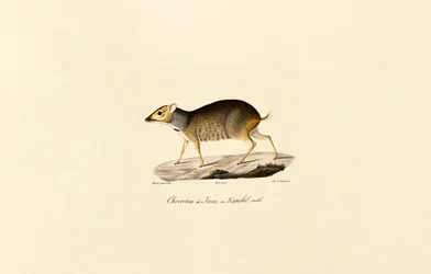 Javan Mouse-deer (Male)