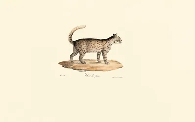 Luipaardkat (Prionailurus bengalensis)