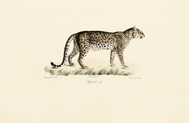 Leopard, male