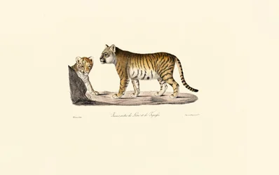 Leeuw-Tijger Hybride