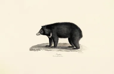 Maleise zonnebeer