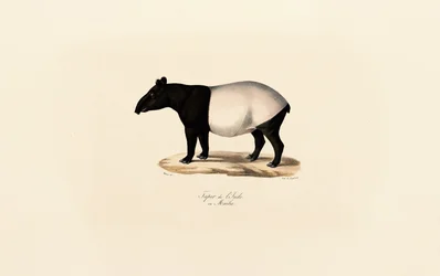 Maleise tapir