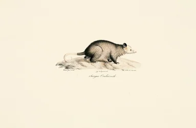 Mannelijke wolhaaropossum met kale staart
