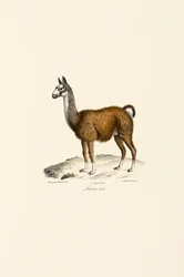Mannelijke lama