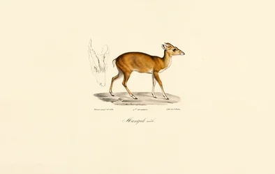 Male Muntjac