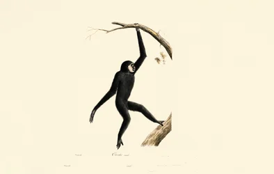 Man Siamang