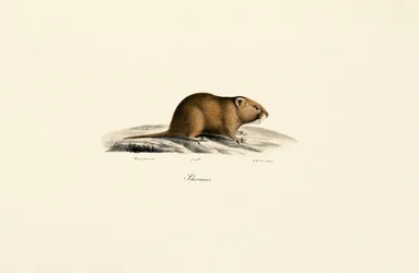 Noordse woelmuis
