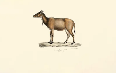Nilgai Antilope