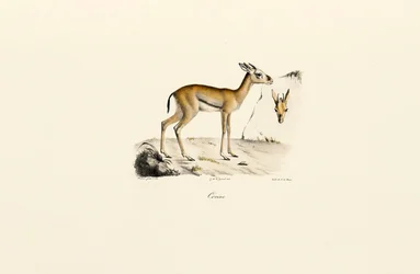 Noord-Afrikaanse gazelle