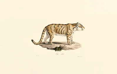 Ocelot (Luipaard pardalis)