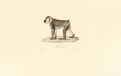 Olijf Baboon