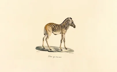 Eén jaar oude bergzebra