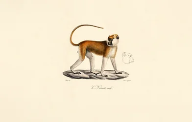 Patas aap (mannelijk)
