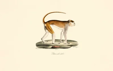 Patas aap (volwassen mannelijke Patas)