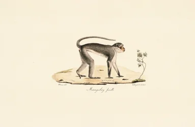 Patas aap (vrouwelijk)