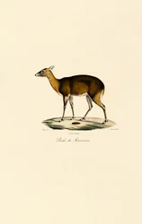 Filippijns gevlekt hert (Visayan Spotted Deer)