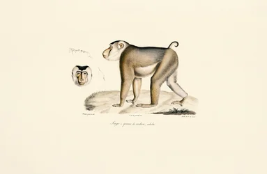 Lampongaap (volwassen)