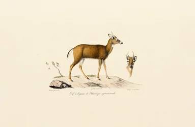 Pronghorn Antilope