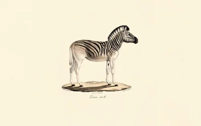 Quagga, vrouwelijk