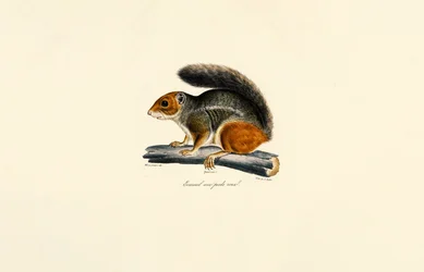 Roodstaartgrondeekhoorn