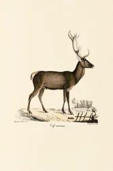 Edelhert