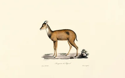 Red Forest Duiker