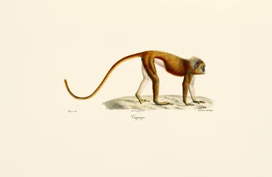 Rode Slanke Lori (Loris tardigradus)