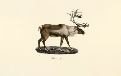 Reindeer (Male)