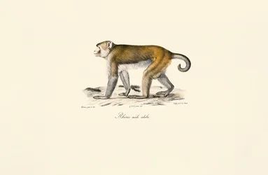 Rhesusaap (Macaca mulatta)