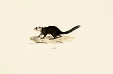 Ringstaartvontsira