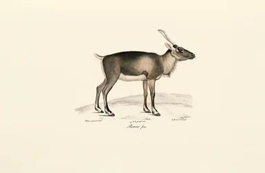 Siberisch muskushert (Moschus moschiferus)