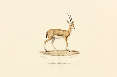 Slenderhorned Gazelle, vrouwtje