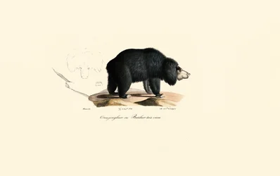Luiaardbeer (oude jongleerbeer)