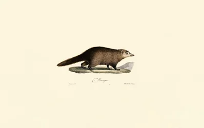 Zuid-Amerikaanse Coati