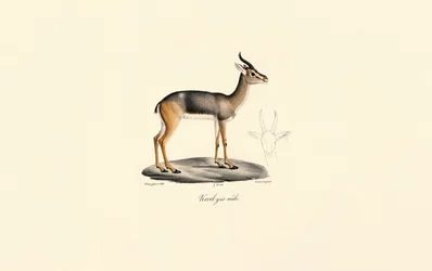 Zuidelijke rietbok (Révebi Antilope, mannetje)