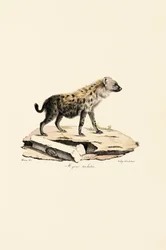Gevlekte Hyena
