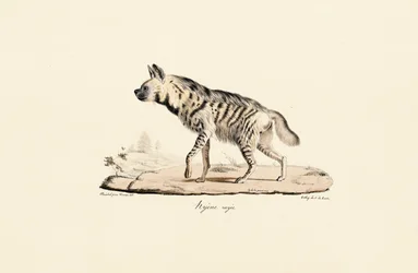 Gestreepte Hyena