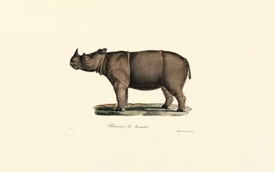 Sumatraanse neushoorn