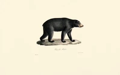 Zonnebeer (Maleise beer)